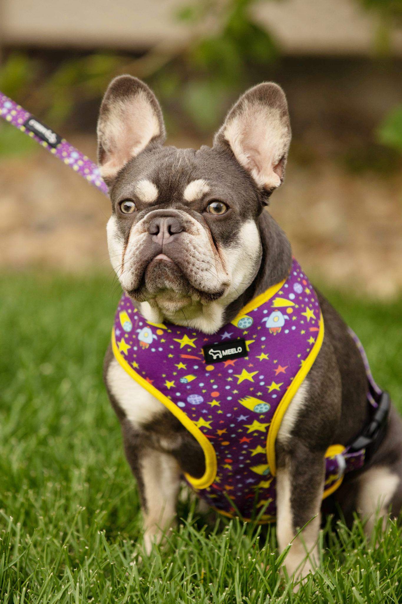 The Best French Bulldog Harness Money Can Buy