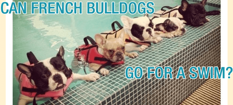 Can French Bulldogs Swim? - No, they cannot. Here's why.