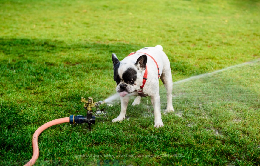 how-can-i-tell-about-dehydration-in-french-bulldogs-all-about-frenchies