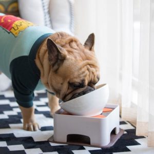 Printable Cheat Sheet - What NOT to Feed your Dog – Frenchie Bulldog