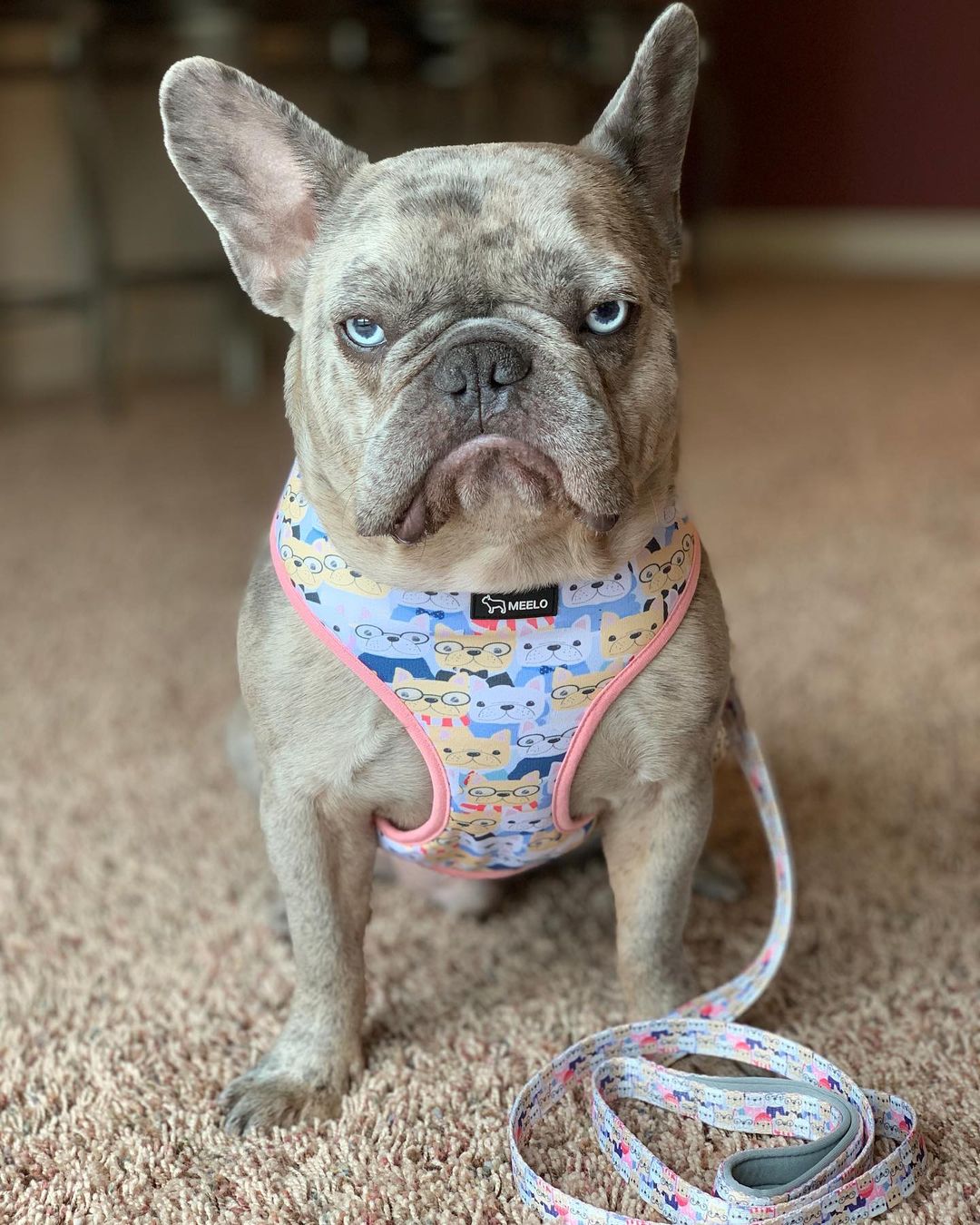 The Best French Bulldog Harness Money Can Buy