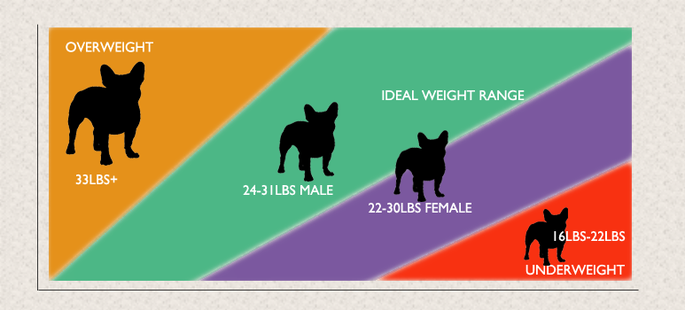 french bulldog weight guide