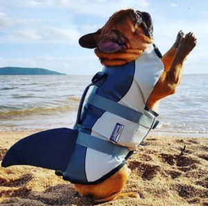 French Bulldog Life Jacket Safety First When Swimming