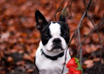 Can French Bulldog Eat Strawberries