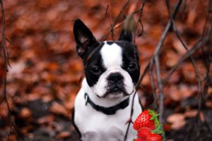 Can French Bulldog Eat Strawberries