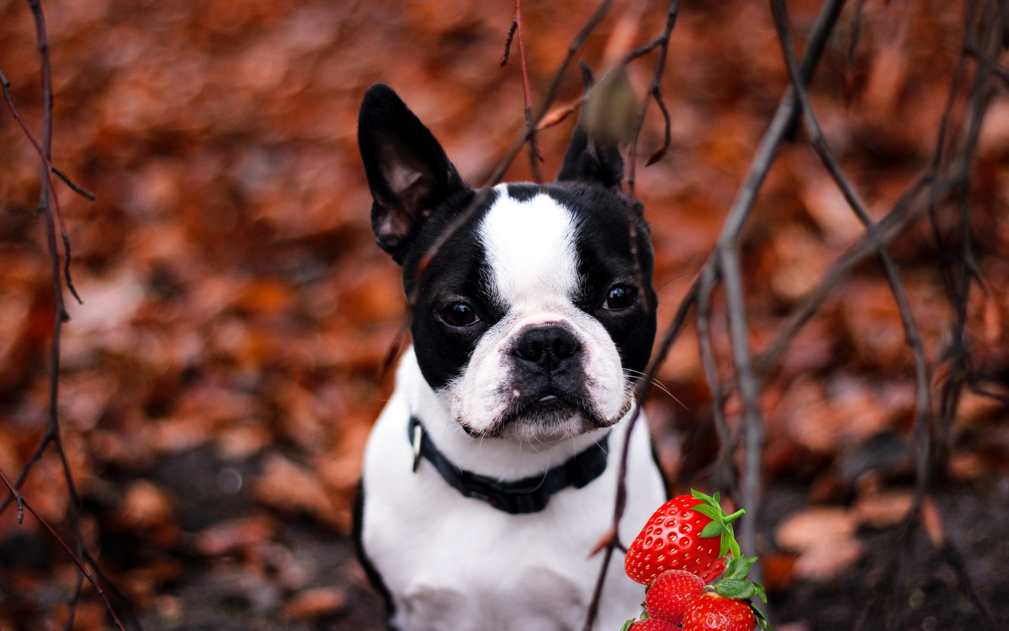 can french bulldogs have strawberries? 2