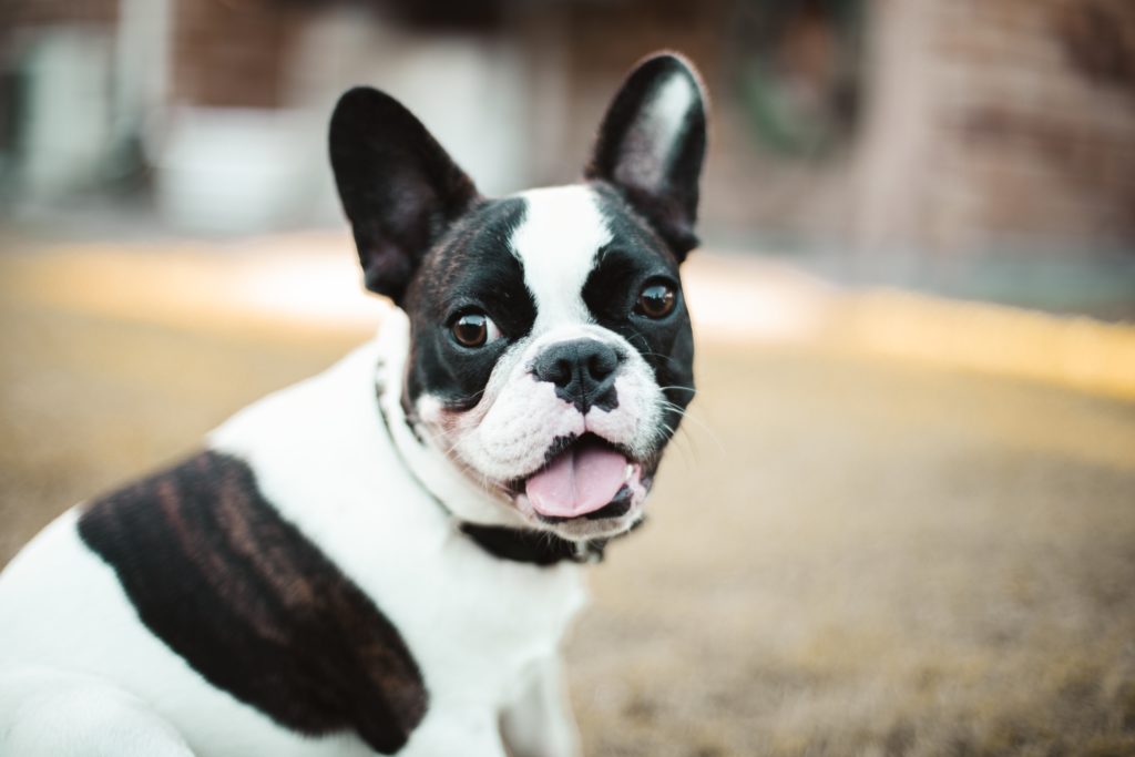 Top 20+ why does my frenchie keep throwing up 14 Why Is My Frenchie Vomiting? Reasons & Solutions