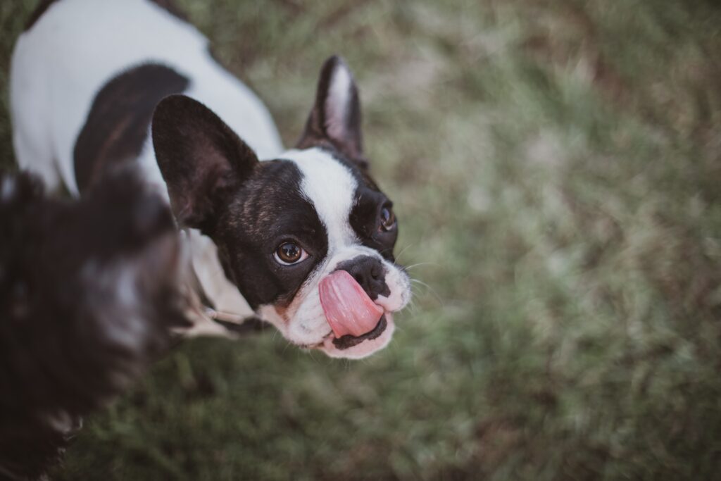 French bulldog licking lip excessively