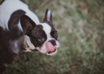 French bulldog licking lip excessively