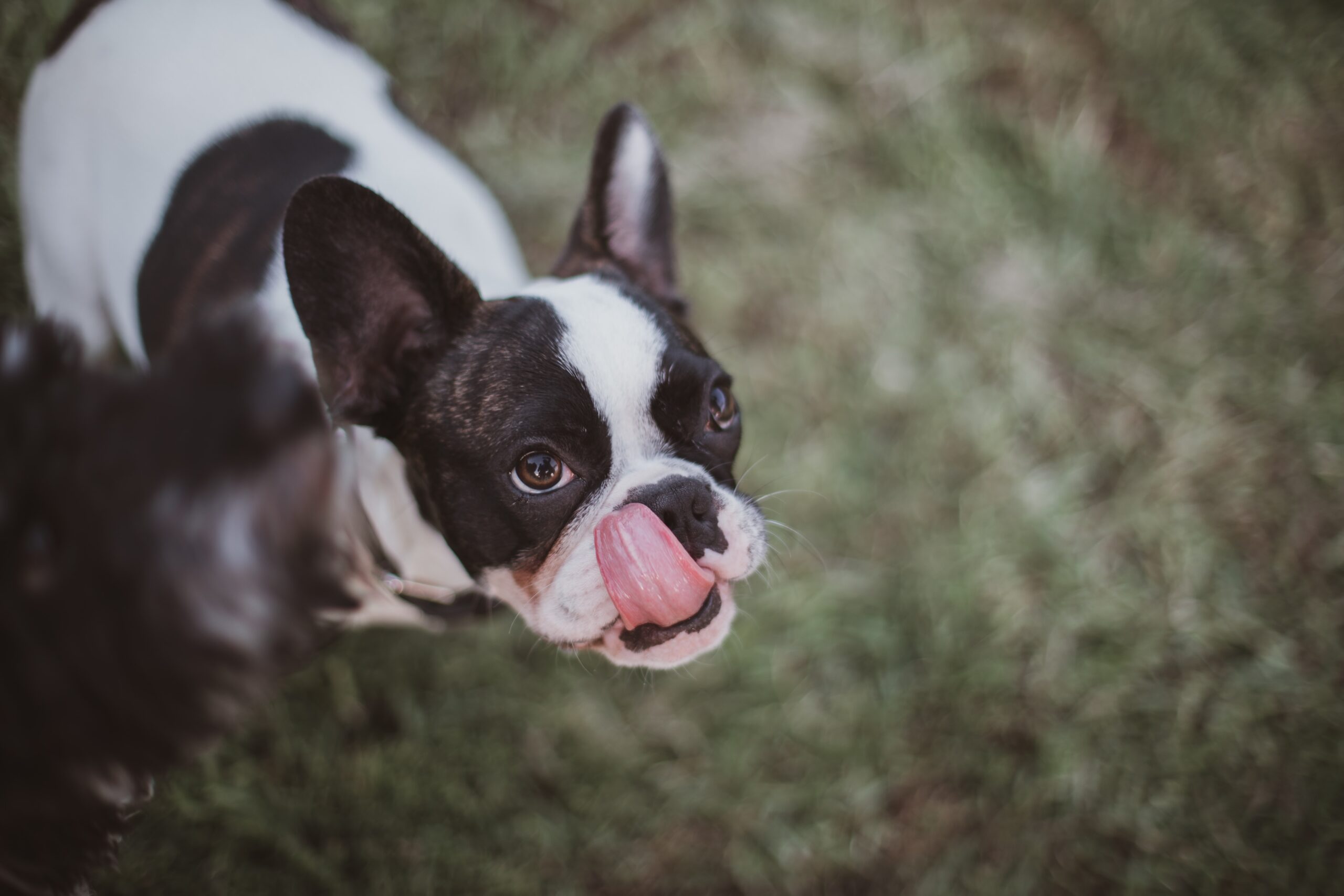 why does my french bulldog keep licking his lips? 2