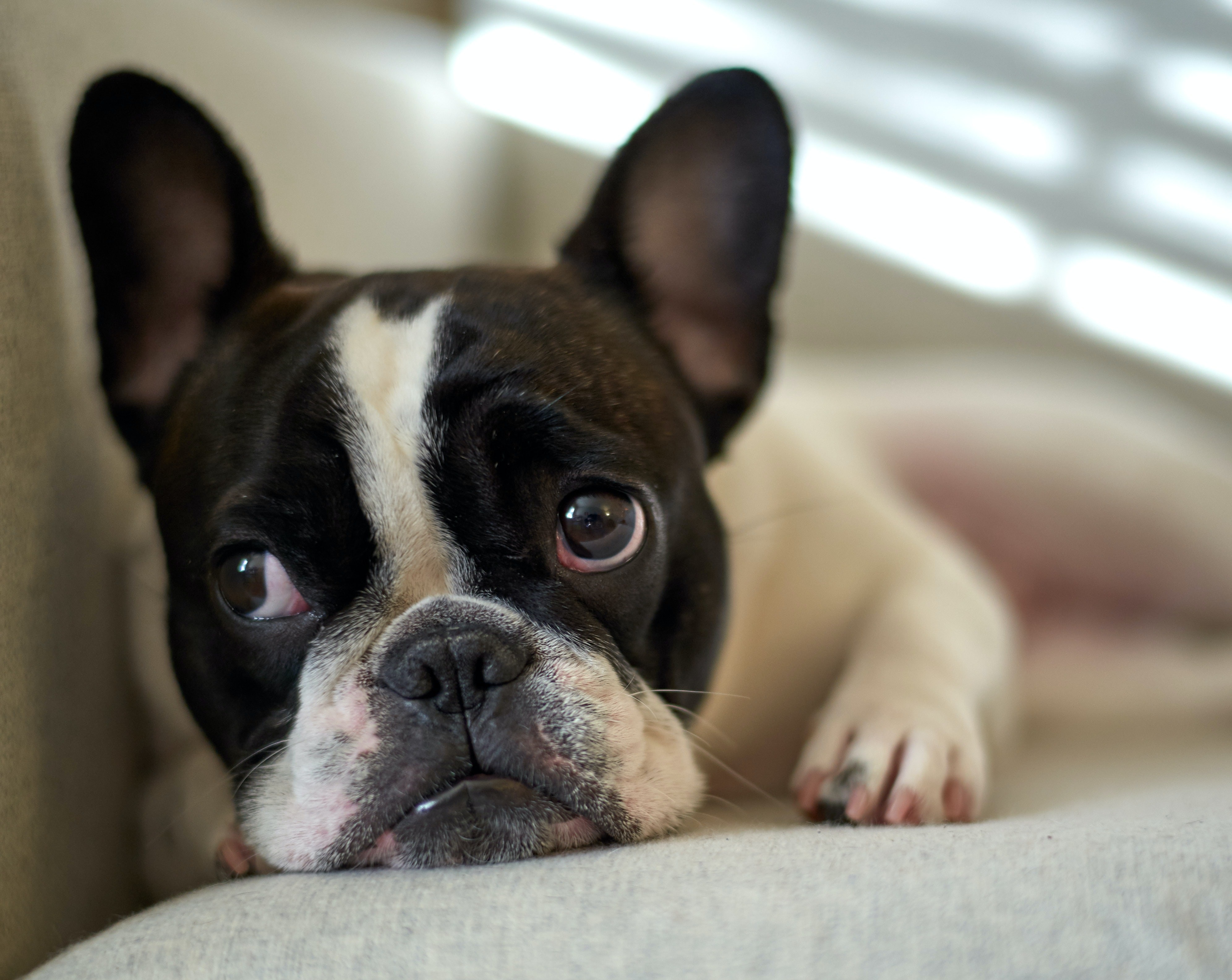 french bulldogs are lapdogs