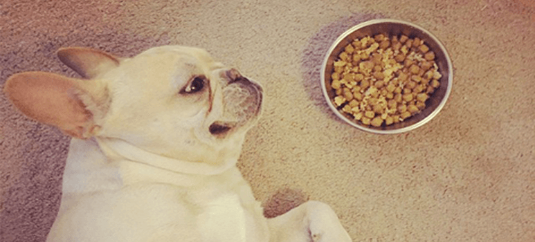 when to stop feeding puppy food french bulldog