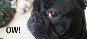 French Bulldog Cherry Eye - What to Know