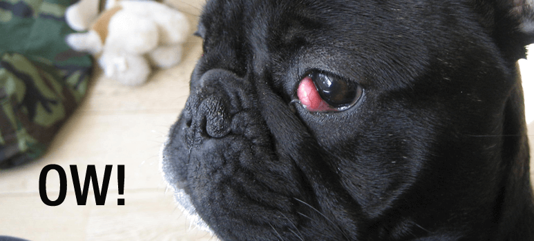 cherry eye french bulldog, cherry eye in french bulldogs, french bulldog cherry eye