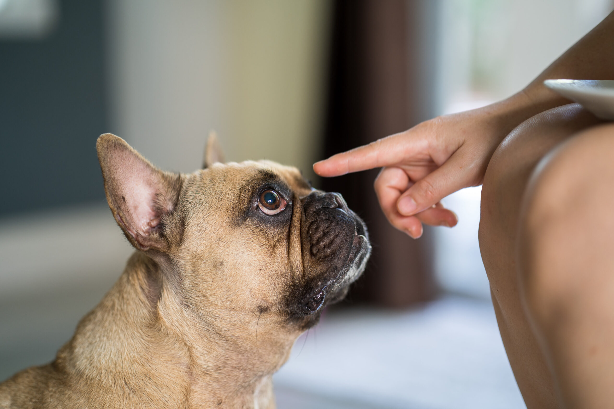 How To Help A French Bulldog With Runny Nose 6 Common Reasons All 