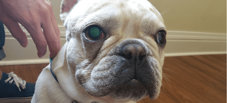 French Bulldog Eye Problems, A Corneal Ulcer in A French Bulldog's Right Eye