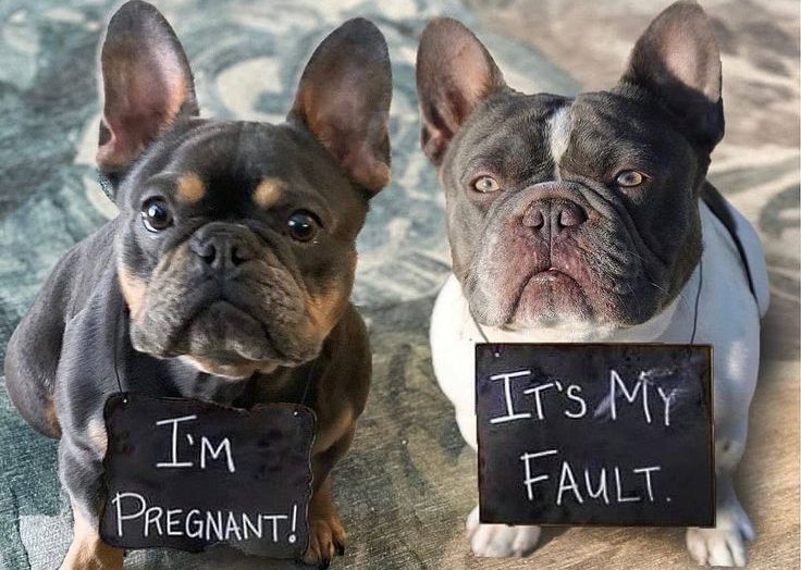 Pregnant sales french bulldog