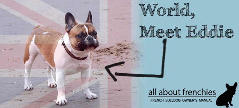 french bulldog, frenchie, frenchies, french bull dog, french bulldog puppy, creme french bulldog, white french bulldog, all about frenchies, french bulldog 101