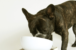 bowl for french bulldogs, flat-faced breed bowl, food bowl for french bulldogs, bowl for frenchies