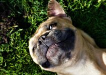 worms in french bulldog