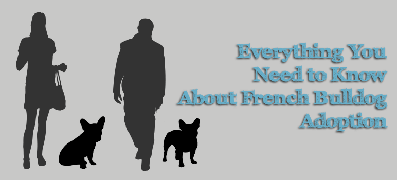 french bulldog adoption, adopt a french bulldog, french bulldog rescue, adopting a french bulldog, where to adopt french bulldog,