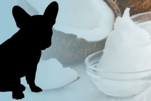 Coconut Oil Good for French Bulldogs