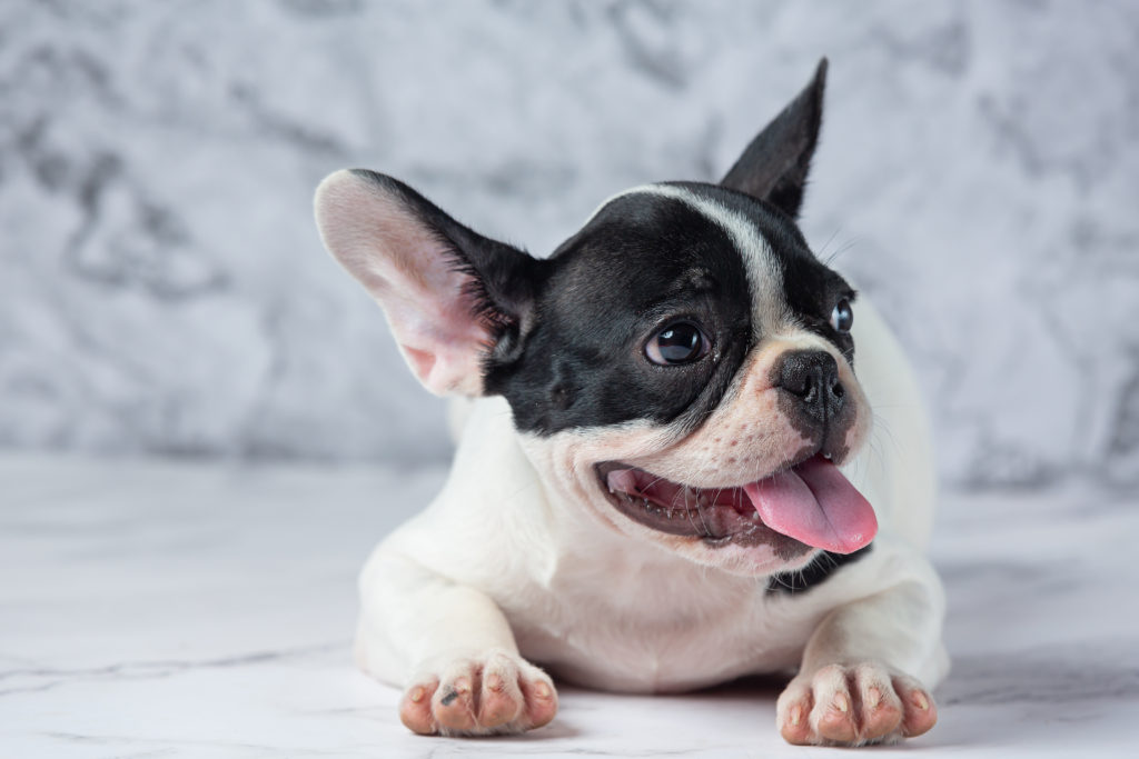 All About Frenchies – French Bulldog Tips & Information