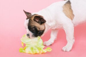 french bulldog eating veggie