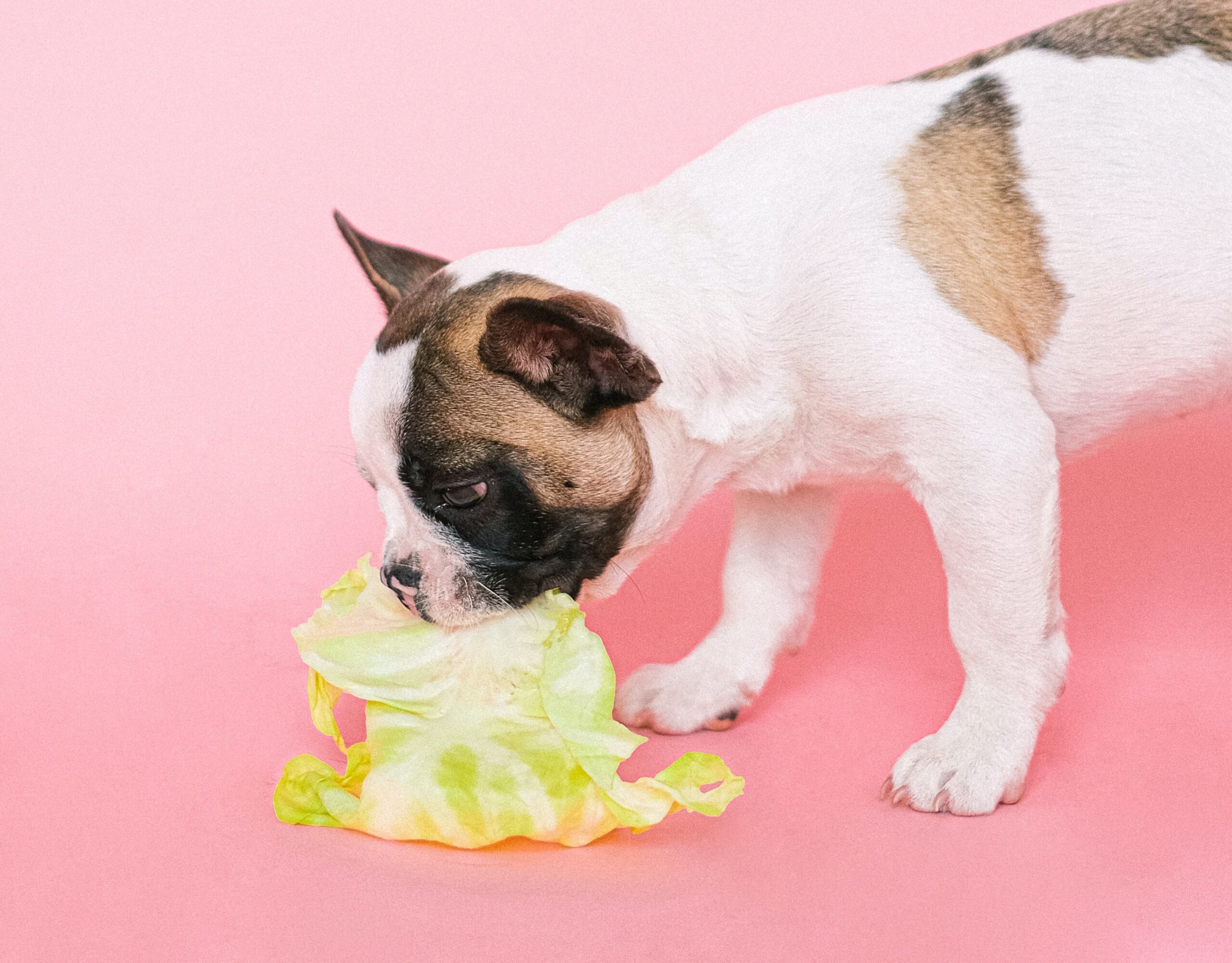 are carrots good for french bulldogs