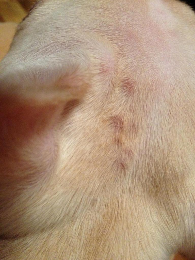 Common French Bulldog Skin Problems and What To Do