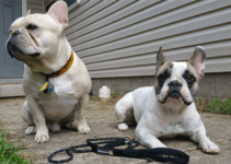 Two french bulldogs with Ruffwear Hoopie Collars and Knot-a-Leash