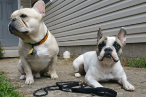 Two french bulldogs with Ruffwear Hoopie Collars and Knot-a-Leash