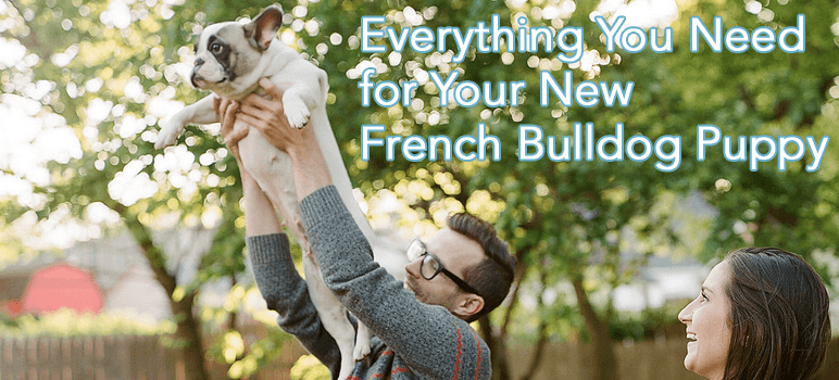 french bulldog puppy, cute french bulldog puppy, french bulldog puppies, new french bulldog puppy, frenchie, frenchies, french bulldog, french bulldogs, french bull dog, all about frenchies, french bulldog 101, how to care for french bulldog puppy