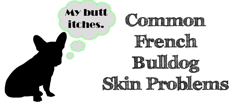 french bulldog skin problems, french bulldog dermatitis, french bulldog ringworm, frenchie skin problems, french bulldog dandruff, french bulldog dry skin, french bulldog hot spot
