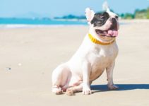 french bulldog on beach
