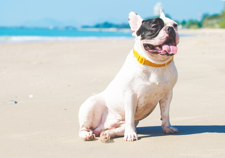 can I take my french bulldog to the beach?