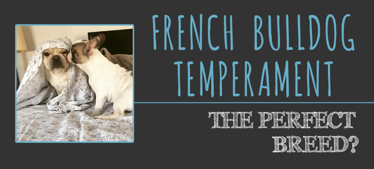 french bulldog temperament, all about frenchies, french bulldogs, frenchies, french bull dogs, french bulldog behavior