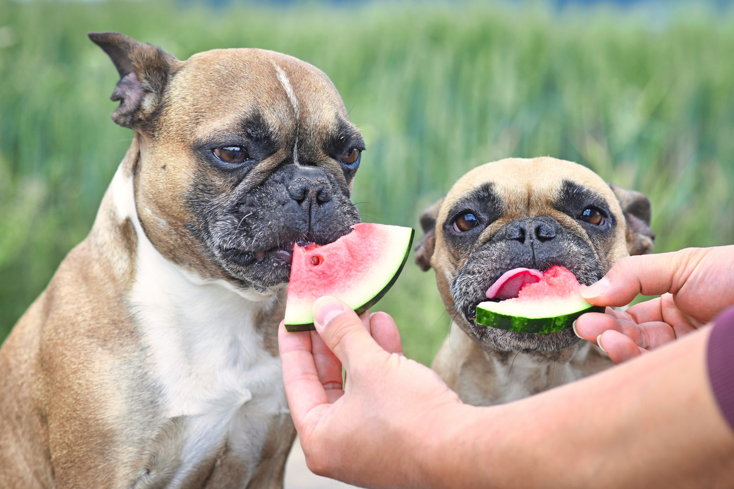 what can french bulldogs eat