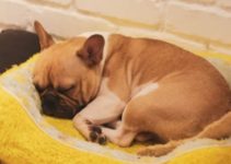 French bulldog like to sleep and burrow