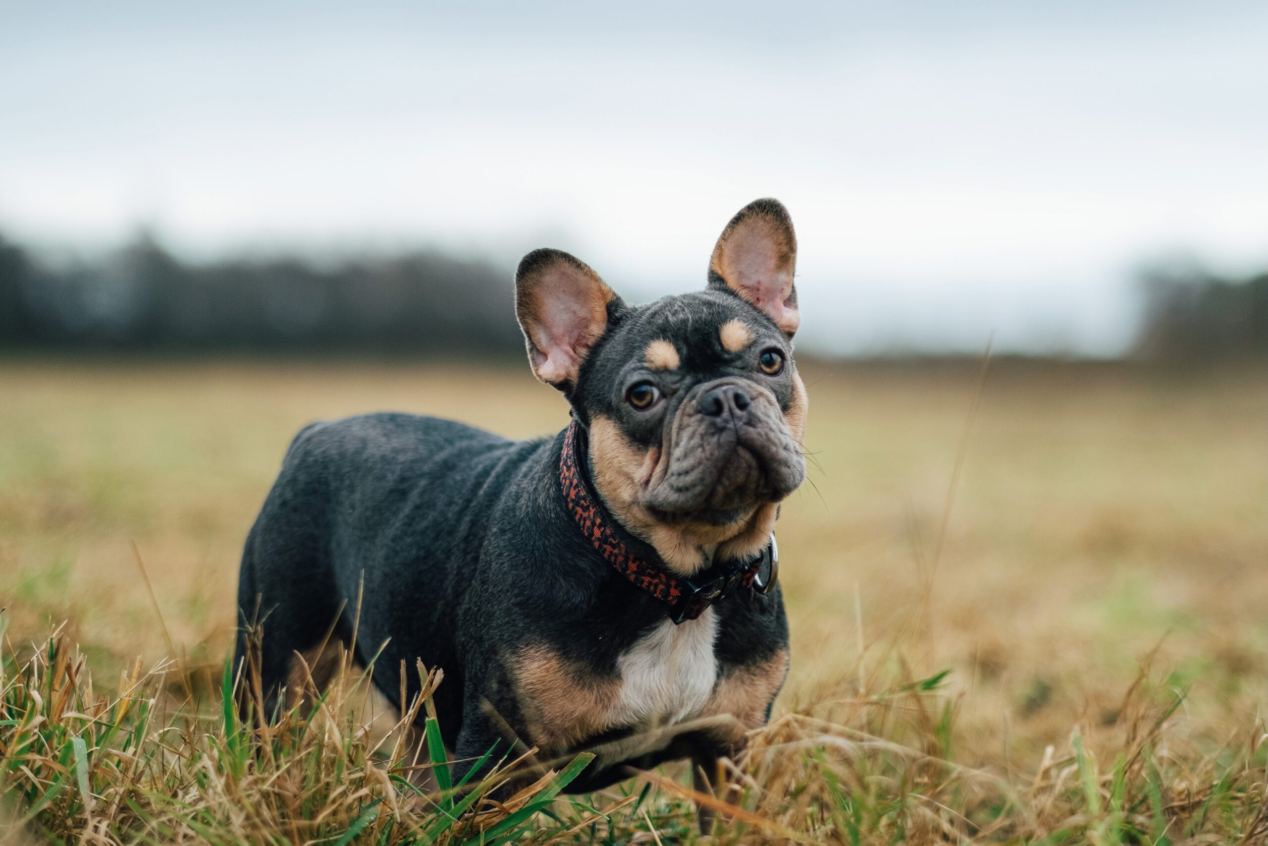 Senior french sale bulldog