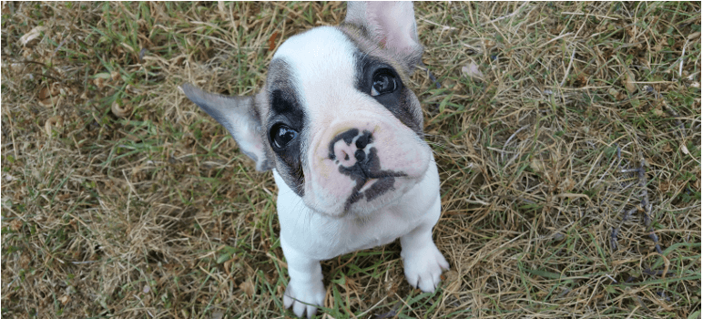 French Bulldog Cost - The Hidden Cost of Cuteness