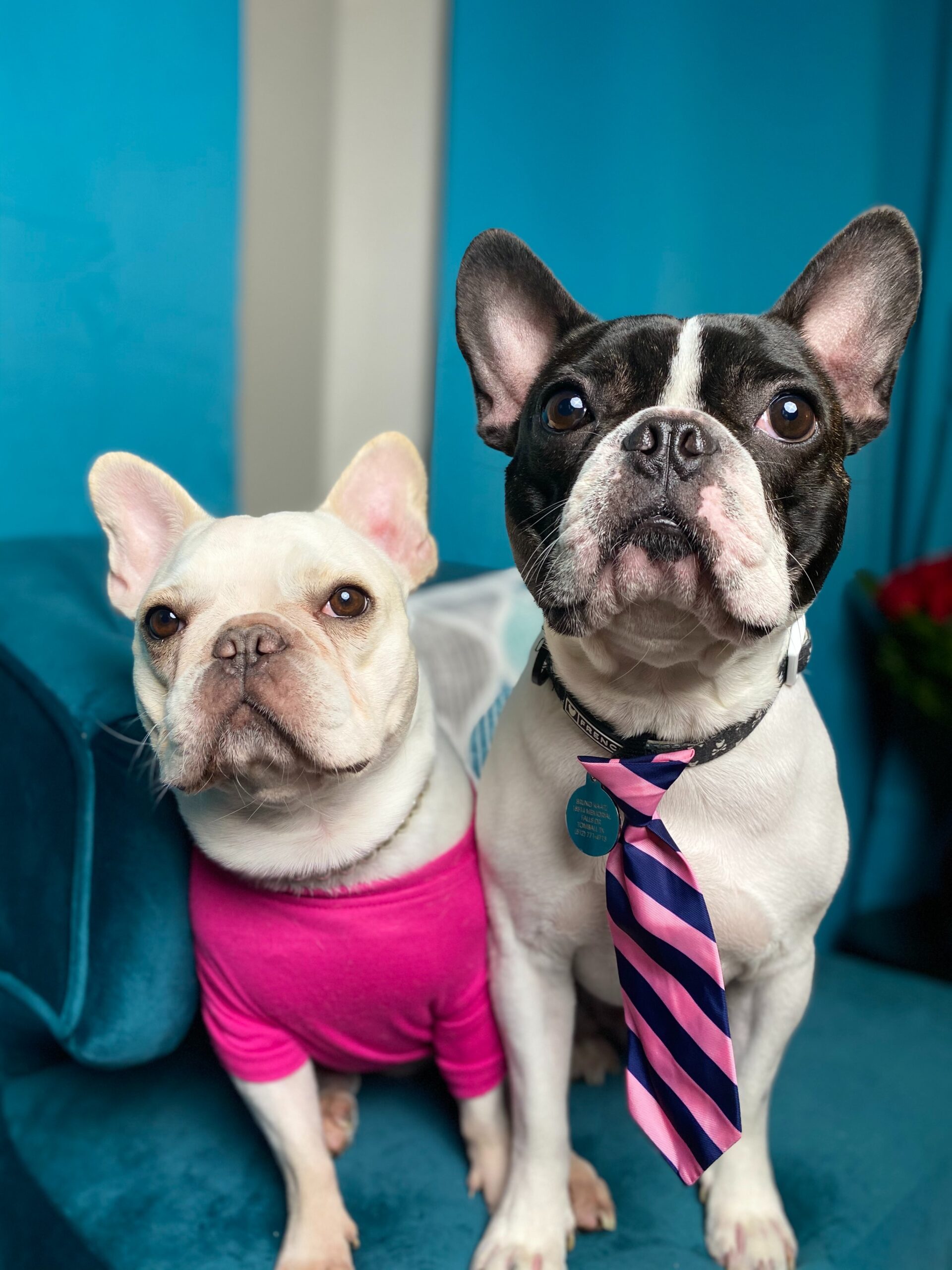 are french bulldogs better in pairs