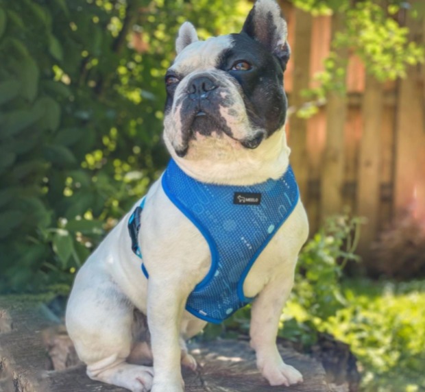 Hiking with french clearance bulldog