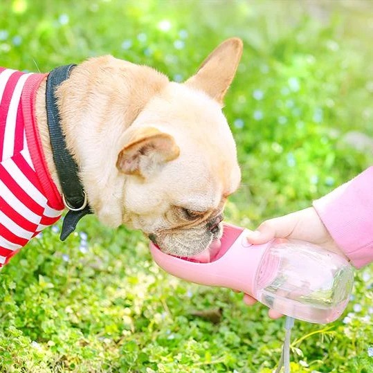 French bulldog best sale not drinking water