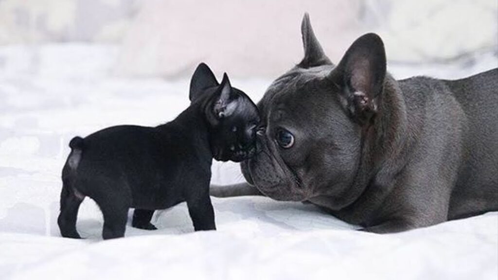 french bulldog with puppy