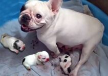 French bulldogs can give birth naturall