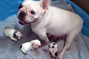 French bulldogs can give birth naturall
