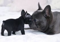 frenchie puppies need colostrum