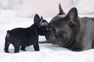 frenchie puppies need colostrum