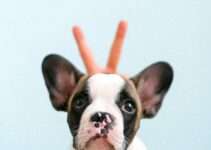 french bulldog ear stand up